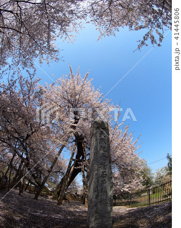 石戸蒲桜 石戸蒲桜 41445806
