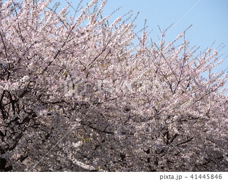 石戸蒲桜 41445846