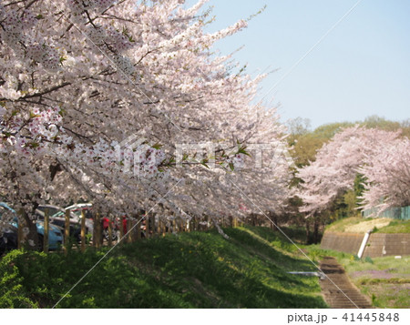 石戸蒲桜 石戸蒲桜 41445848