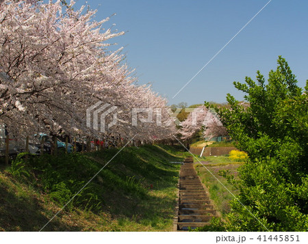 石戸蒲桜 41445851