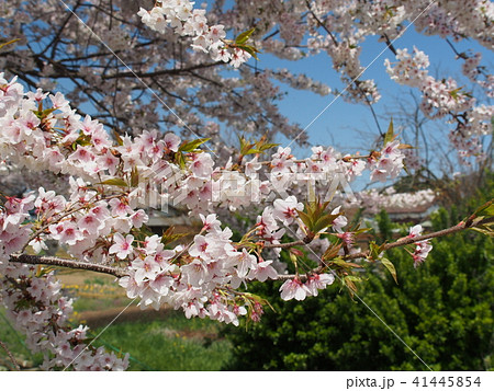 石戸蒲桜 41445854