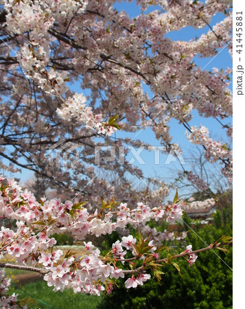 石戸蒲桜 41445881