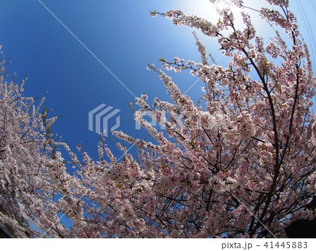 石戸蒲桜 石戸蒲桜 41445883