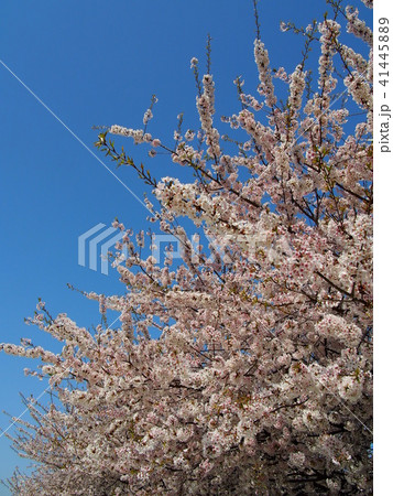 石戸蒲桜 41445889