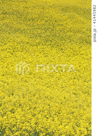 菜の花 41445982