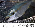 ヒラマサ 41446453