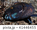 アオブダイ 41446455