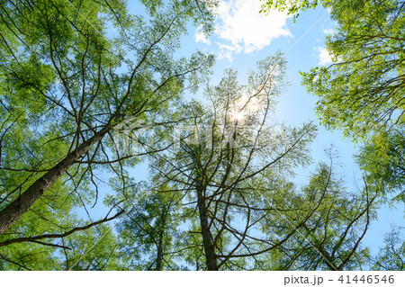 カラマツの新緑 41446546