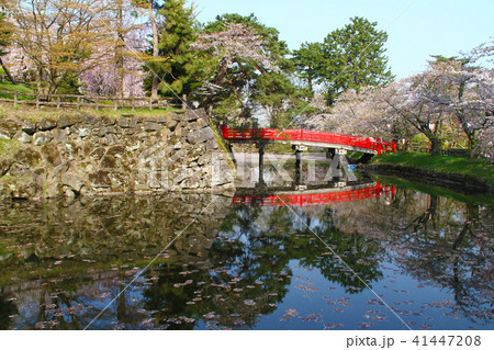 弘前城の桜 41447208