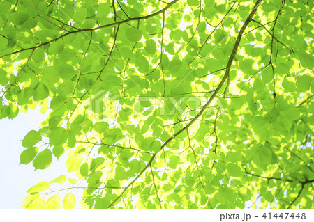 爽やかな新緑 41447448