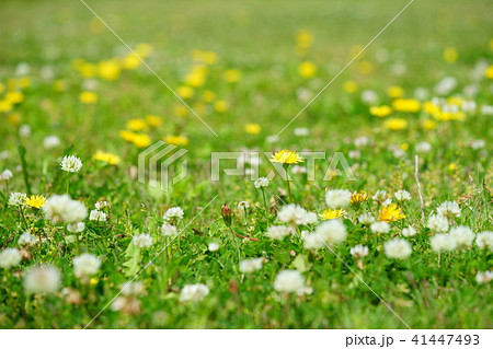 春の野花２ 41447493