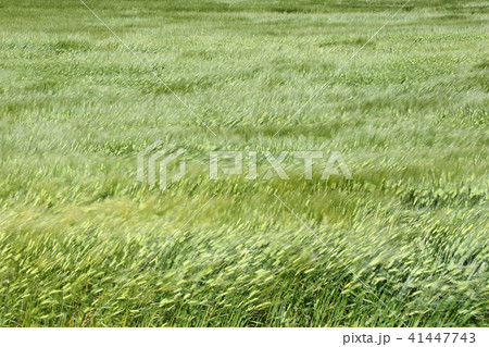 風で揺れる麦畑 41447743