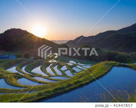 大山の千枚田 大山の千枚田 41447857