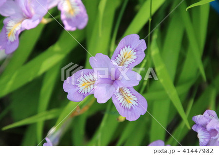 花かつみ 安積山公園 福島県 郡山市 の写真素材