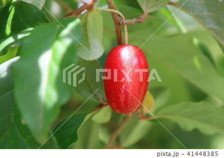 グミの実 グミの実 41448385