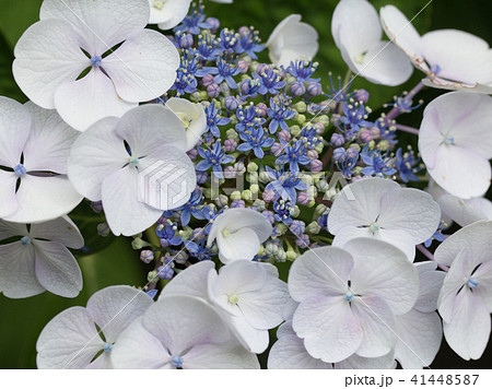 白いガクアジサイ 41448587