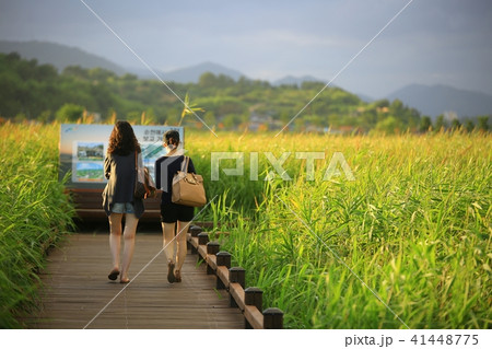 湿地 葦原 観光客 41448775