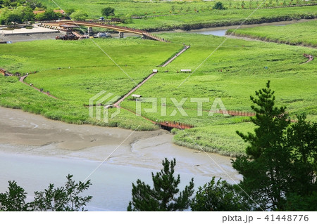 湿地 葦原 順天湾湿地 41448776
