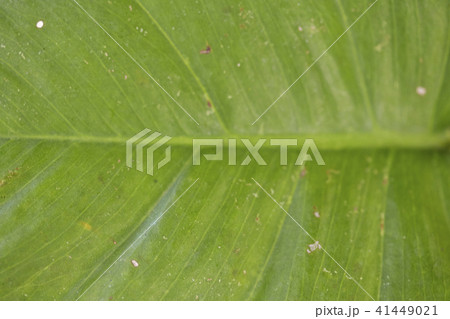 abstract image of fresh Green Palm leaves 41449021