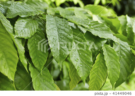 Green leaf with drops of water 41449046