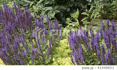 サルビア　青紫色　02 41449051