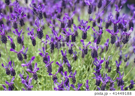 ラベンダー・ストエカス 41449188