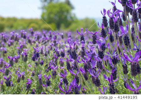 ラベンダー・ストエカス 41449195