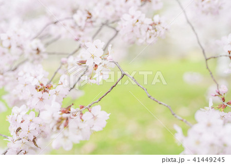 満開の桜 -ソメイヨシノ- 満開の桜 -ソメイヨシノ- 41449245