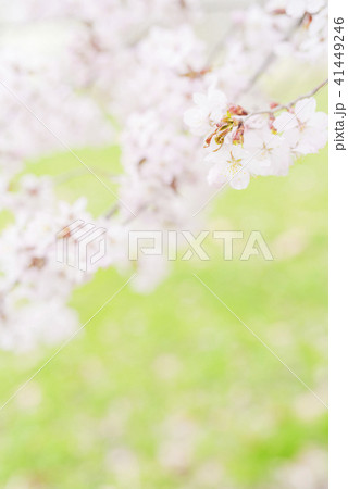 満開の桜 -ソメイヨシノ- 41449246