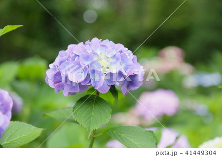 アジサイの花 41449304