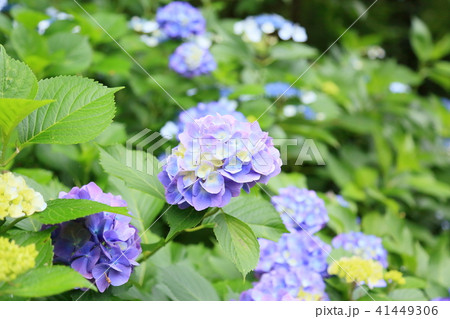 アジサイの花 アジサイの花 41449306