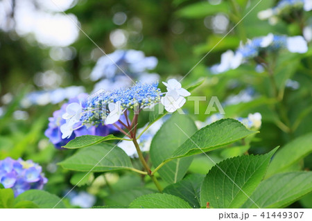 ガクアジサイの花 ガクアジサイの花 41449307