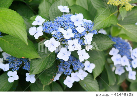 ガクアジサイの花 ガクアジサイの花 41449308