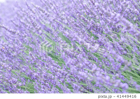 ラベンダー畑 群生 ラベンダー畑 群生 41449416