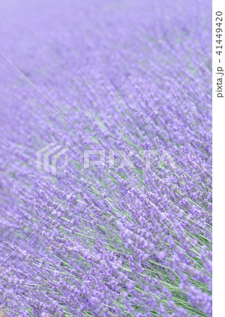 ラベンダー畑 群生 ラベンダー畑 群生 41449420