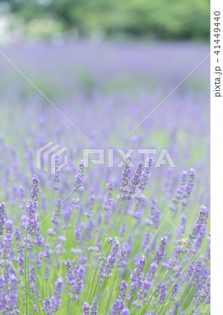 ラベンダー畑 群生 ラベンダー畑 群生 41449440
