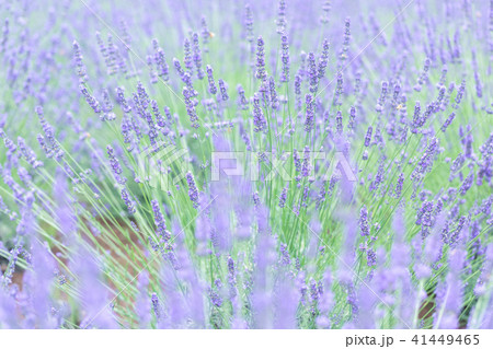 ラベンダー畑 群生 ラベンダー畑 群生 41449465