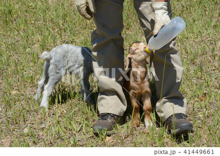 Two newborn baby goats 41449661