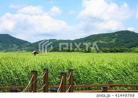 順天湾湿地 葦原 順天湾 41449768