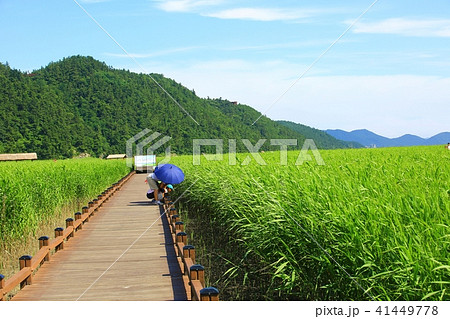 順天湾湿地 雲 順天湾 41449778