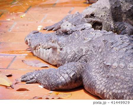 ワニ ワニ 41449929