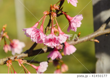 close up pink sakura or cherry blossom close up pink sakura or cherry blossom 41450177