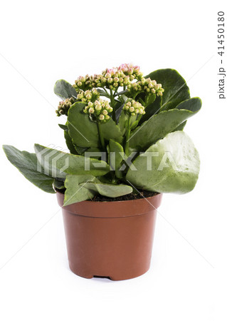 Kalanchoe bush in a pot on a white background Kalanchoe bush in a pot on a white background 41450180
