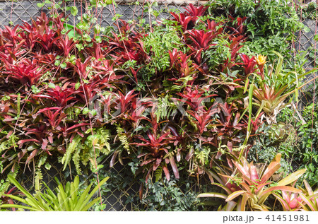 neoregelia plant in garden neoregelia plant in garden 41451981