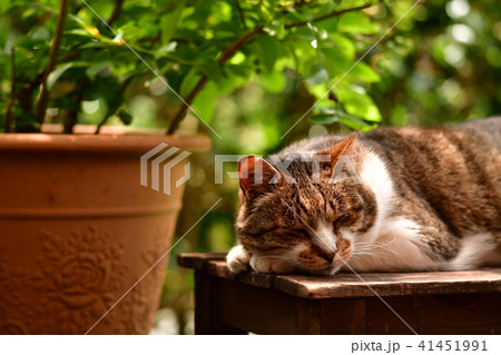 初夏、新緑、くつろぐ猫さん 初夏、新緑、くつろぐ猫さん 41451991
