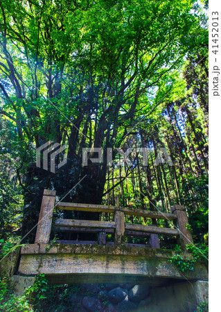 新緑　下合瀬の大カツラ　【佐賀県佐賀市】 41452013