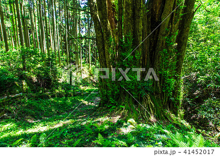 新緑　下合瀬の大カツラ　【佐賀県佐賀市】 41452017