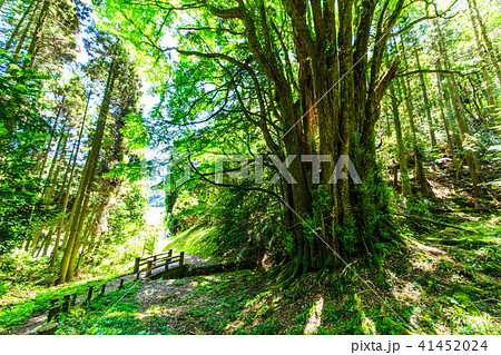 新緑 下合瀬の大カツラ 【佐賀県佐賀市】 新緑 下合瀬の大カツラ 【佐賀県佐賀市】 41452024