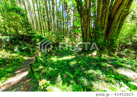 新緑 下合瀬の大カツラ 【佐賀県佐賀市】 新緑 下合瀬の大カツラ 【佐賀県佐賀市】 41452025