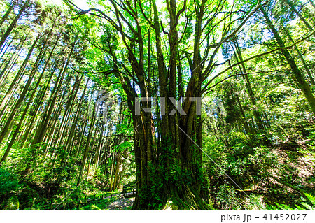 新緑　下合瀬の大カツラ　【佐賀県佐賀市】 41452027